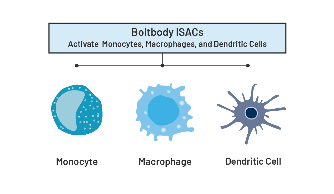 Boltbody ISAC activated cell types - monocyte, macrophage, dendritic cell