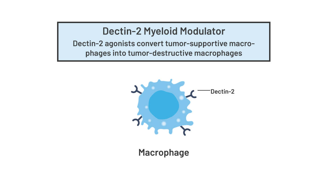 Dectin-2_Myelod_modulator