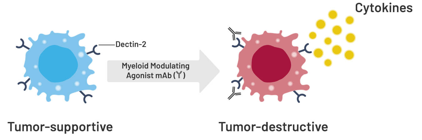 Dectin-2 myeloid modulator scientific illustration